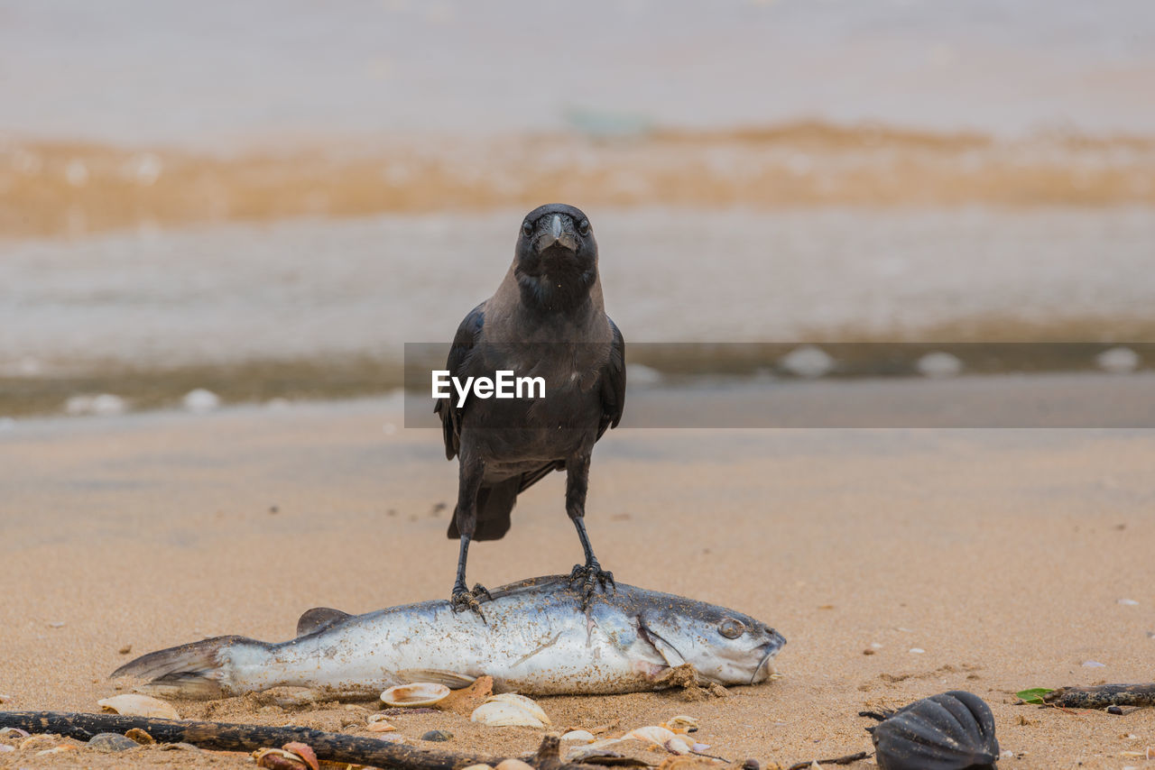 Bird perching on sand at beach