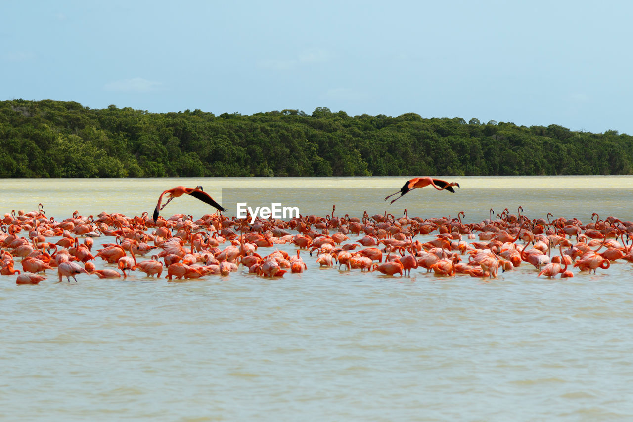 bird flying over lake