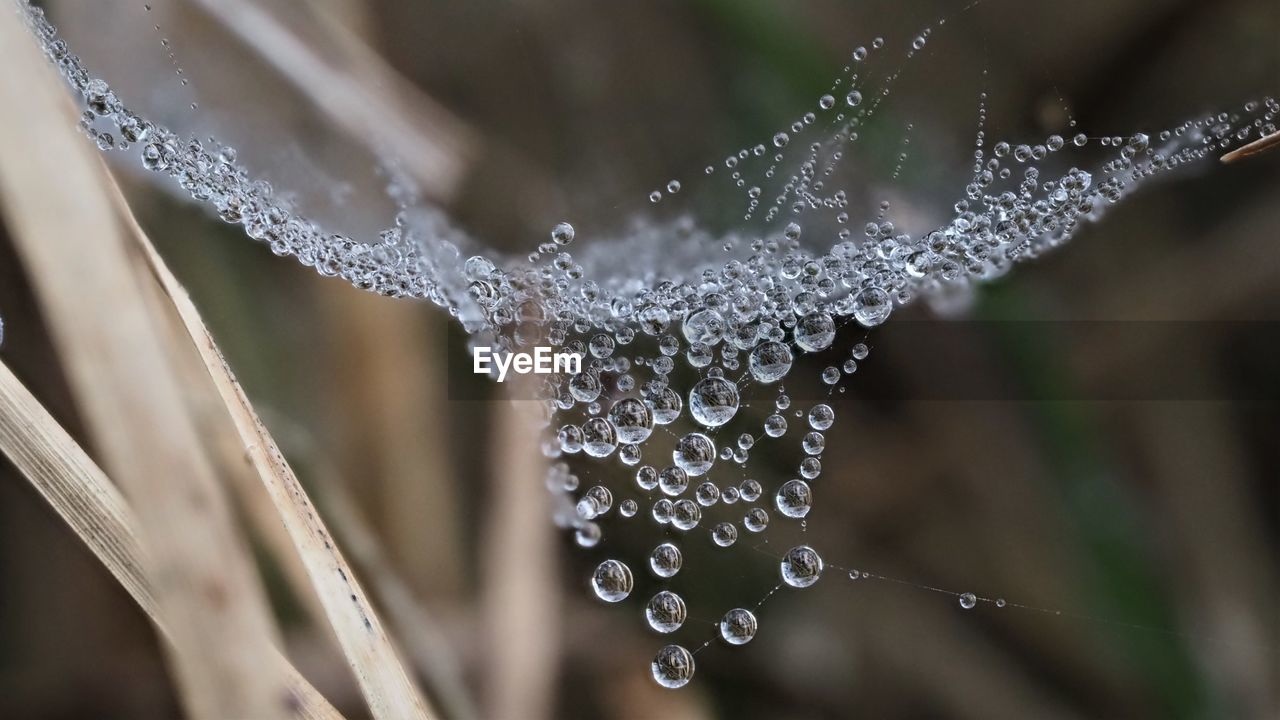 Close-up of water drops on plant during rainy season