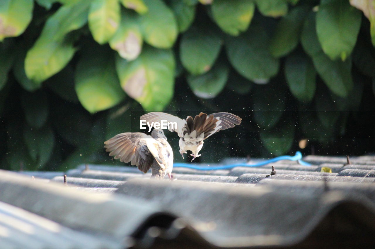 Close-up of birds flying