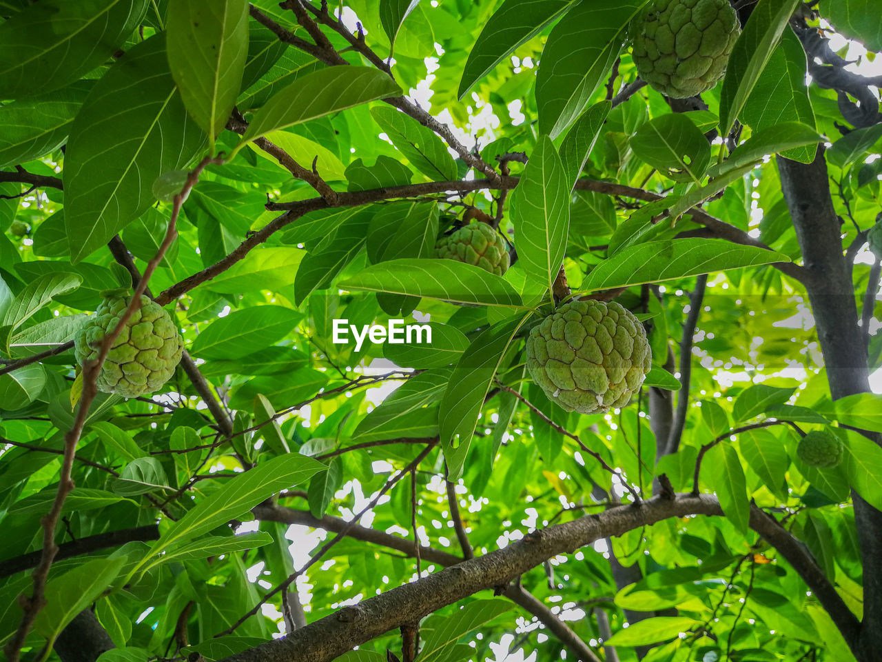 TREE GROWING ON BRANCH