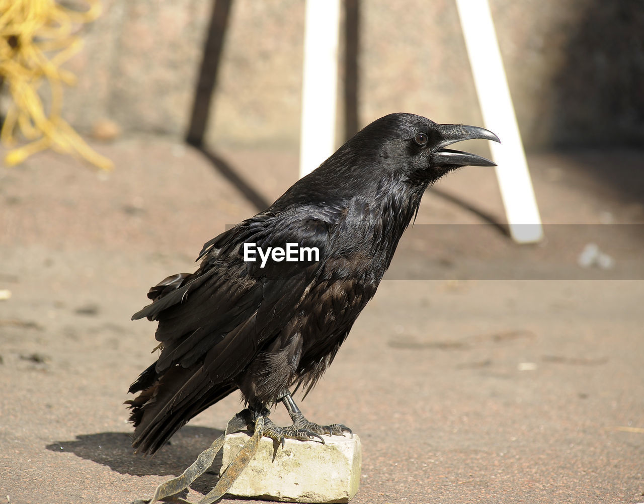 CLOSE-UP OF BIRD PERCHING ON A WALL