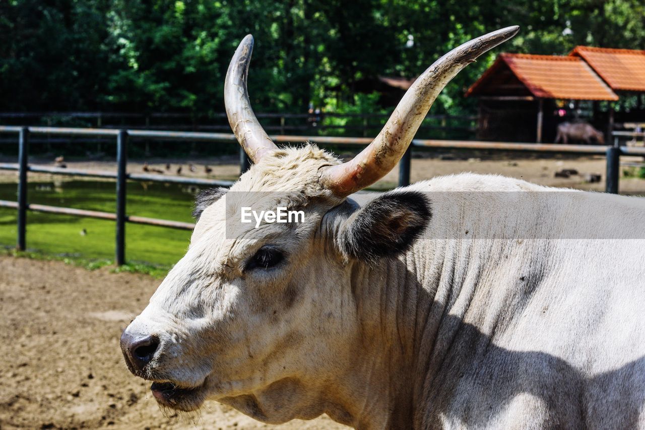 Close-up of an animal on farm