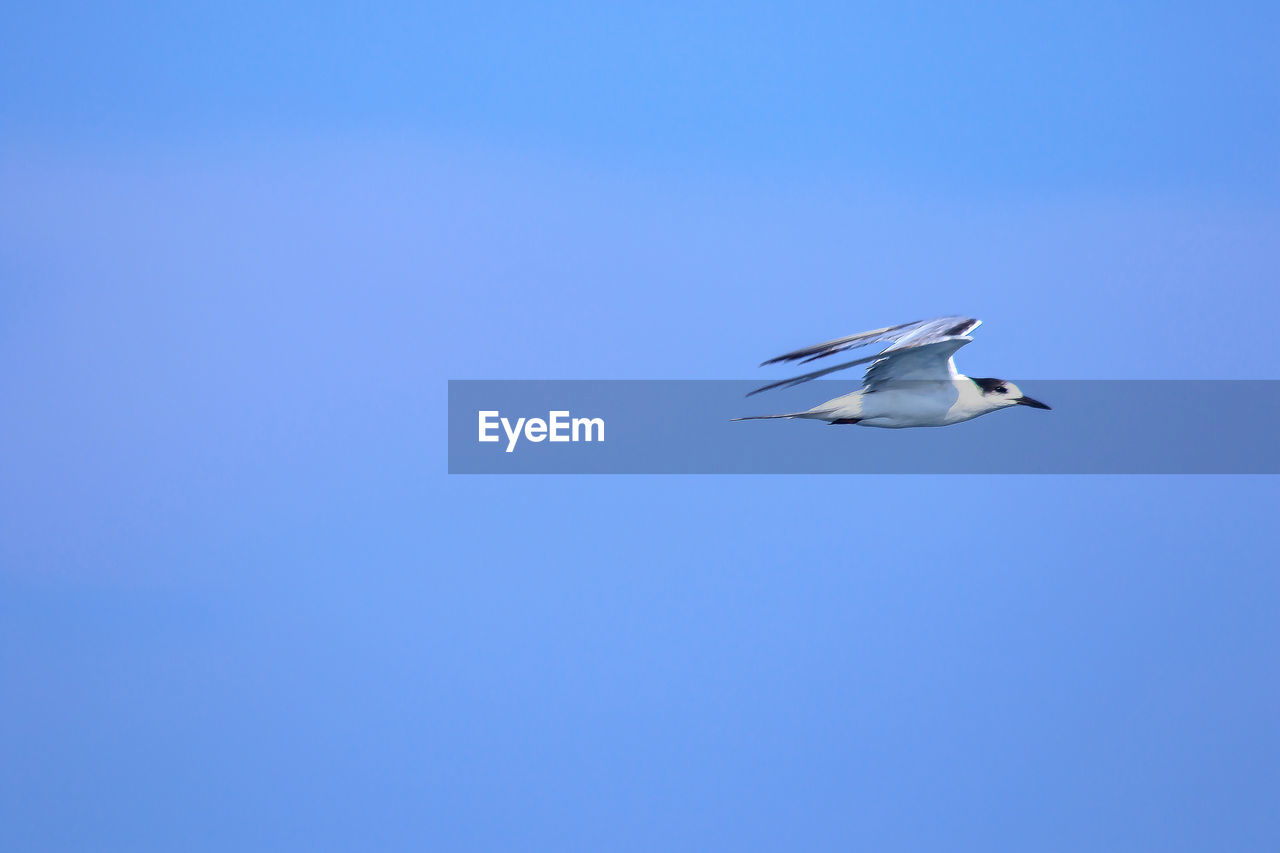 Low angle view of seagull flying in sky