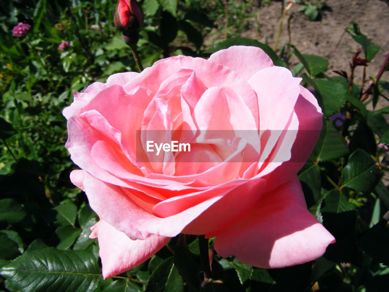 CLOSE-UP OF PINK ROSE