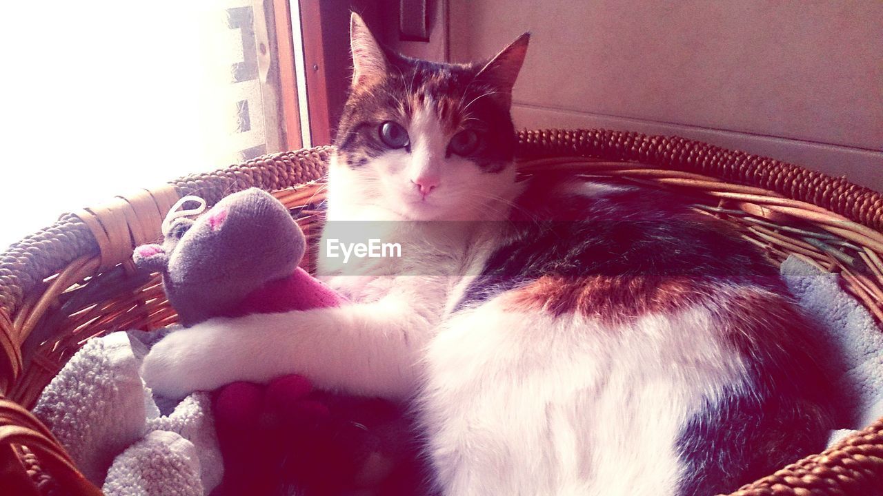 PORTRAIT OF CAT RESTING ON FLOOR