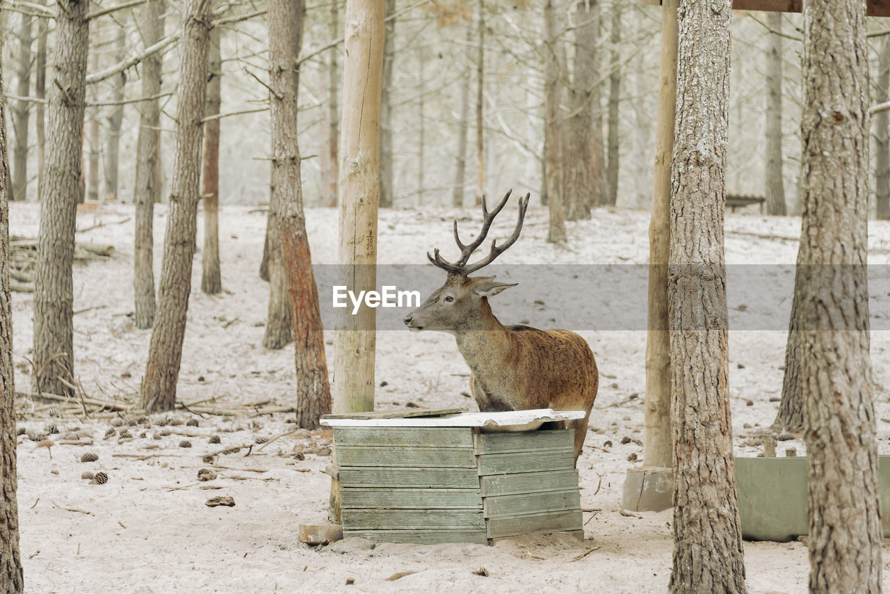 A stag deer is drinking water in forest