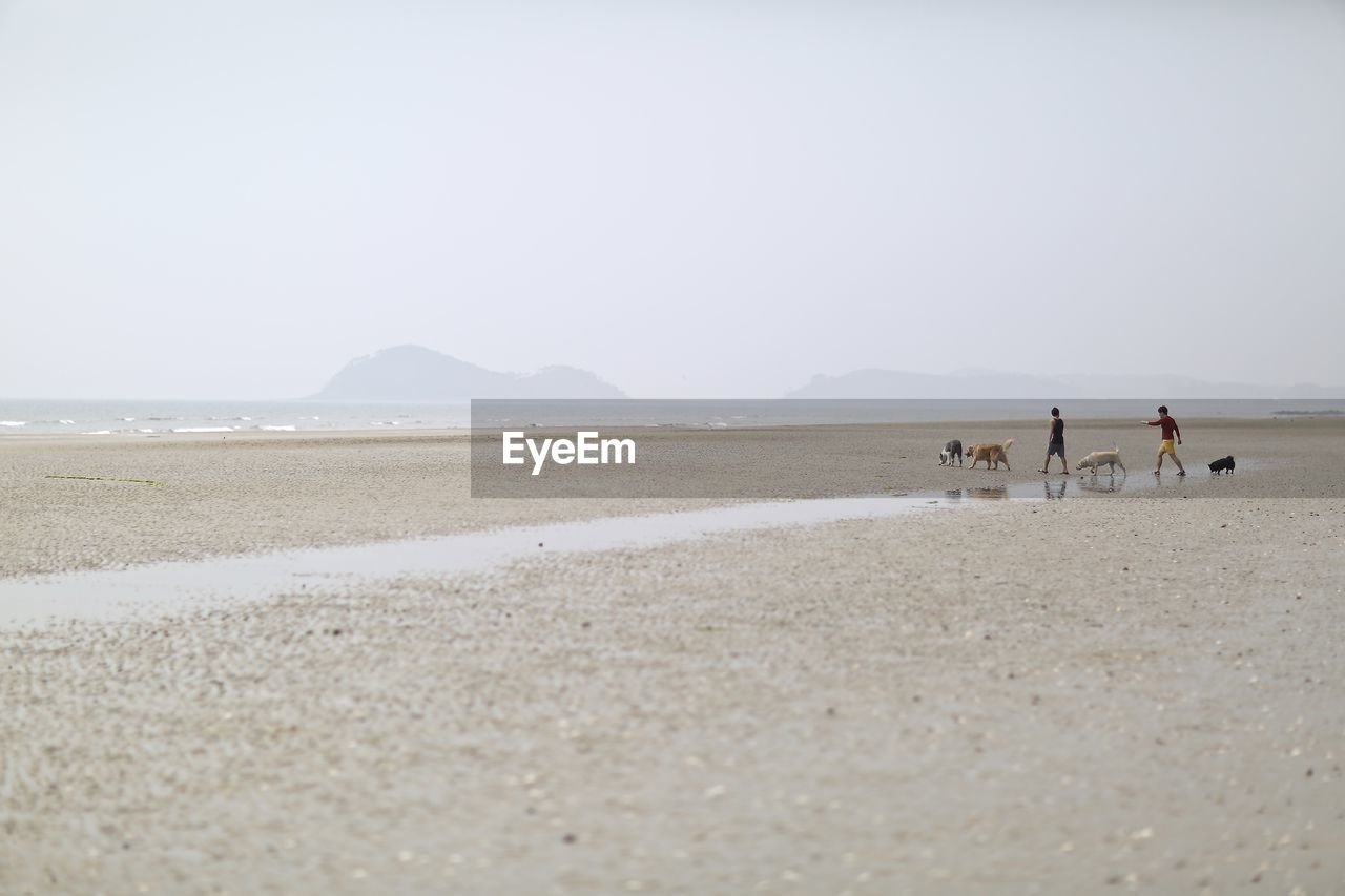 Tourists with dogs walking on beach