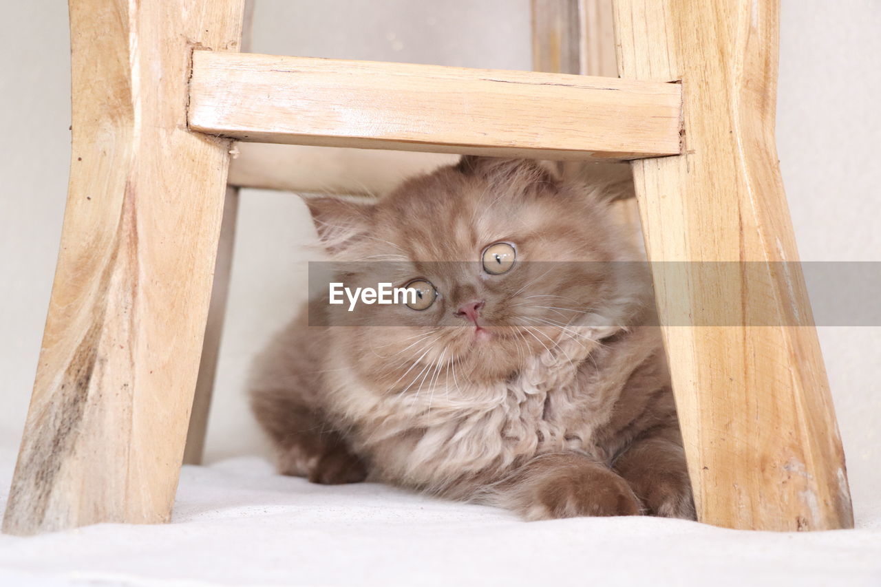 PORTRAIT OF A CAT ON WOOD AT HOME