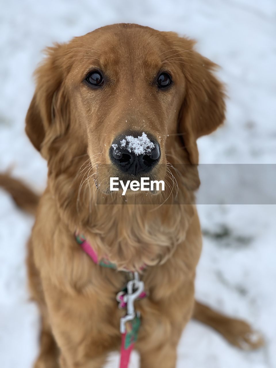 CLOSE-UP PORTRAIT OF A DOG ON SNOW