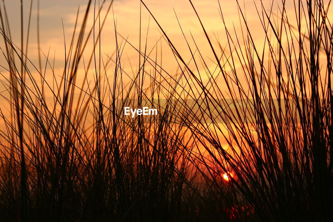 Silhouette grass against sky during sunset