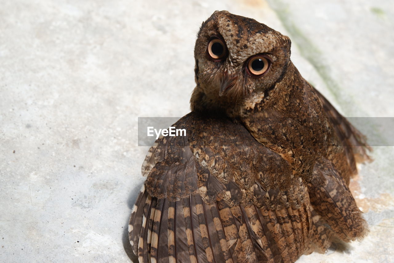 Close-up portrait of a bird