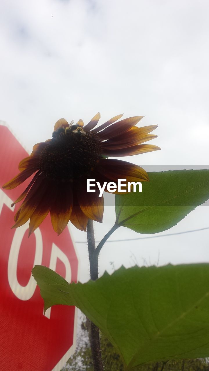 CLOSE-UP OF FLOWER BLOOMING OUTDOORS