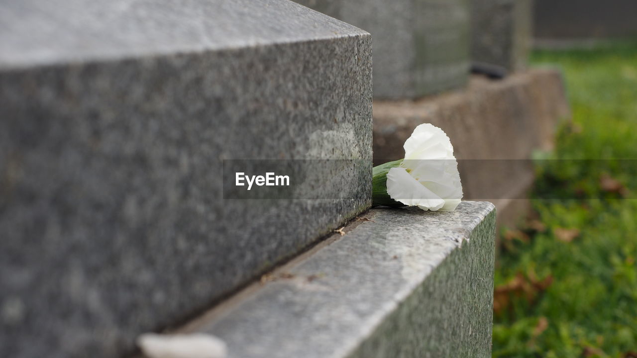 green, flower, plant, flowering plant, nature, grave, day, no people, tombstone, cemetery, outdoors, close-up, selective focus, death, stone material, sadness, white, beauty in nature, stone, concrete, architecture