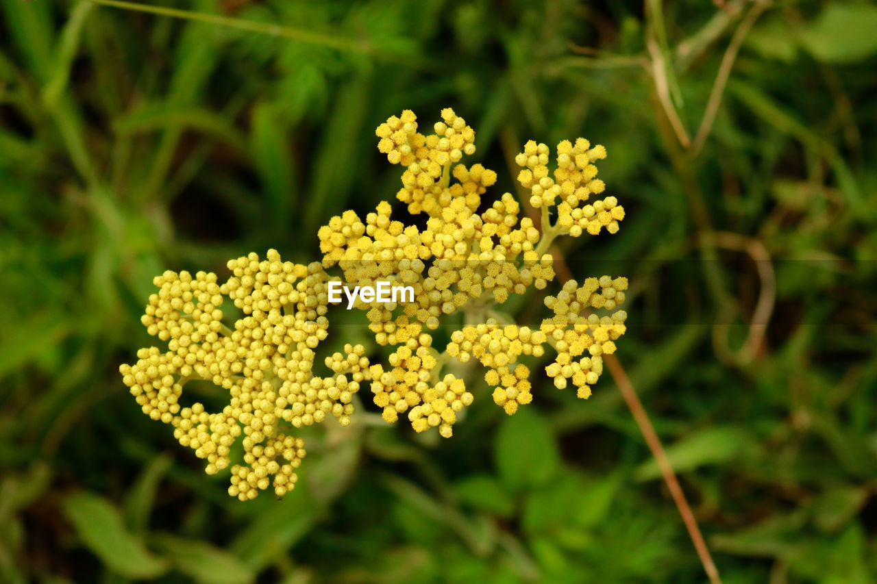 CLOSE-UP OF YELLOW FLOWER