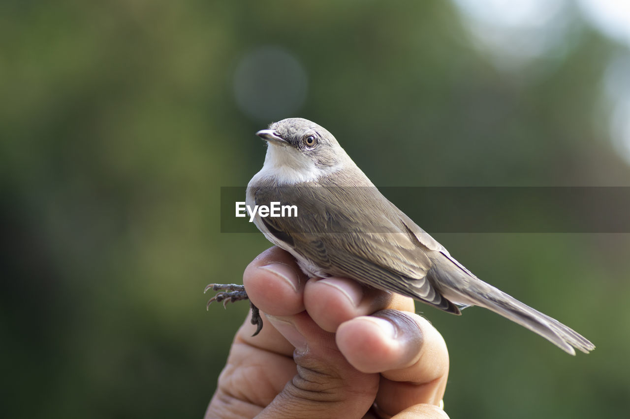 CLOSE-UP OF A BIRD HAND