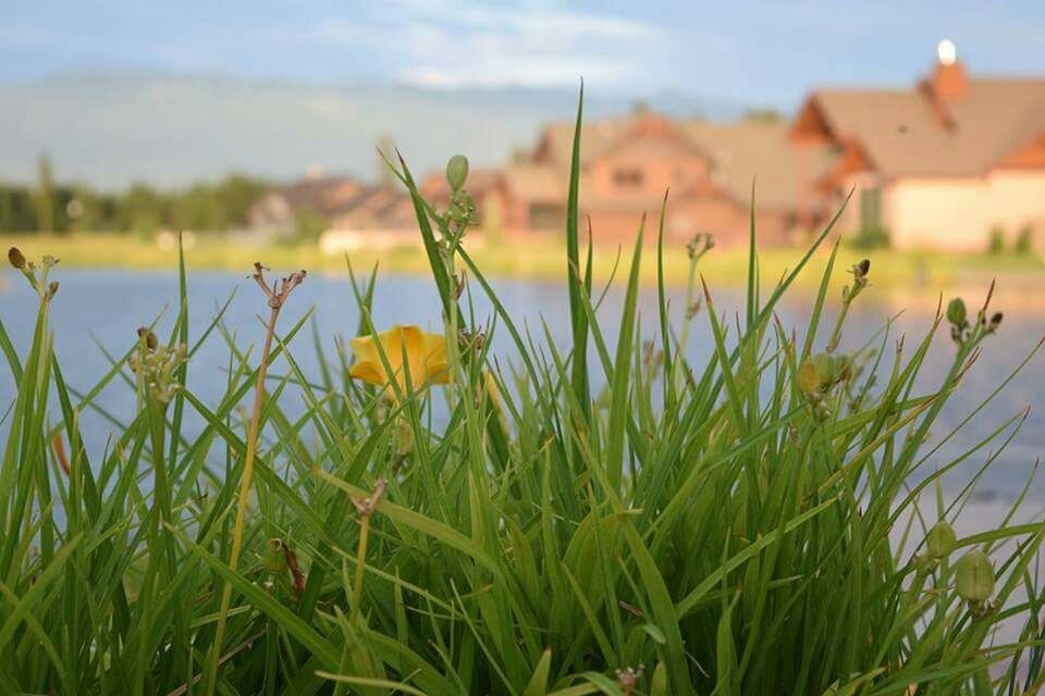 CLOSE-UP OF FLOWERS IN FIELD