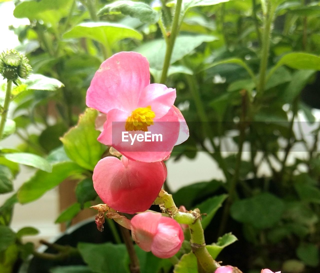 CLOSE-UP OF PINK FLOWERS BLOOMING IN PARK