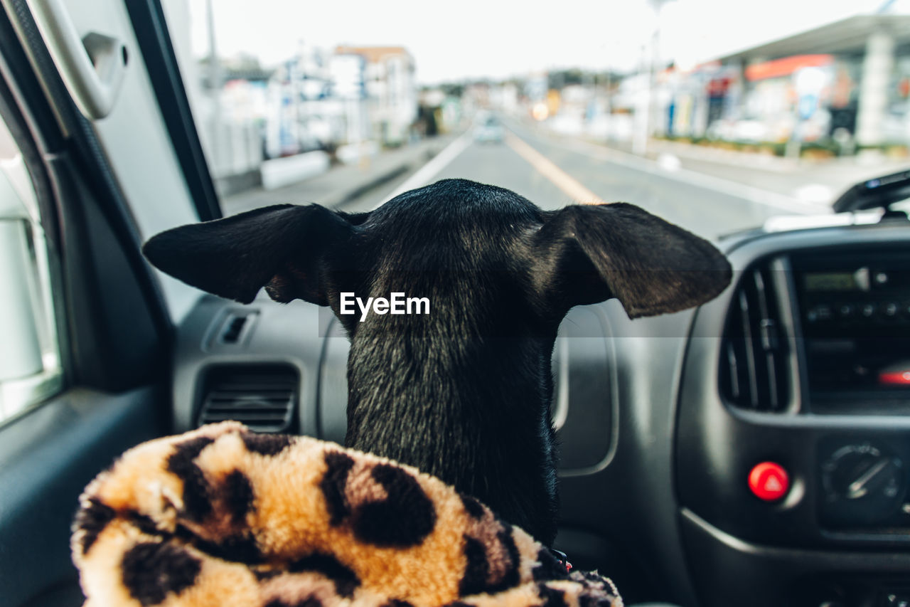 Close-up of a dog in car