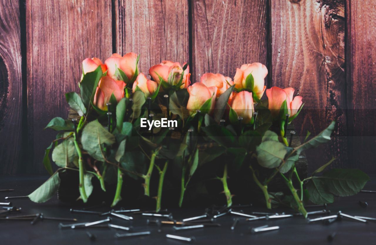 CLOSE UP OF TULIPS IN CONTAINER