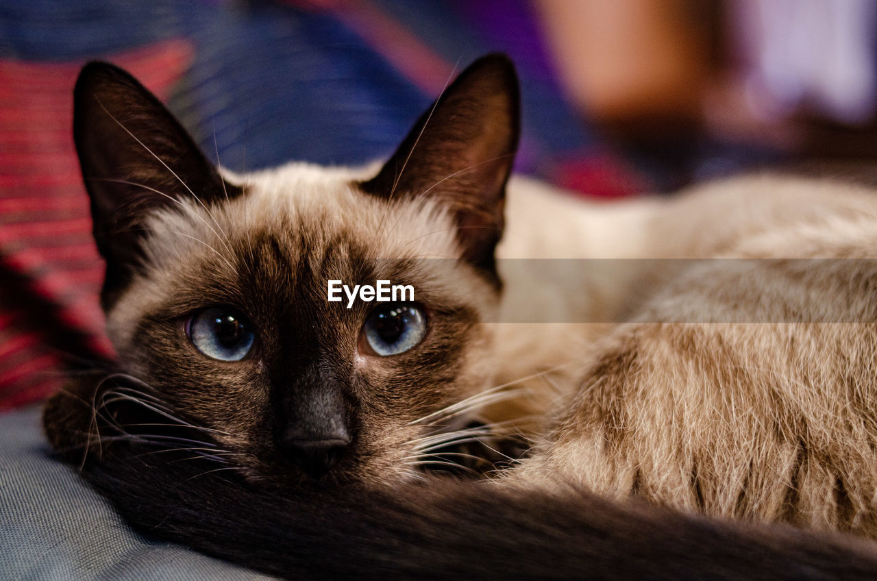 Close-up portrait of cat