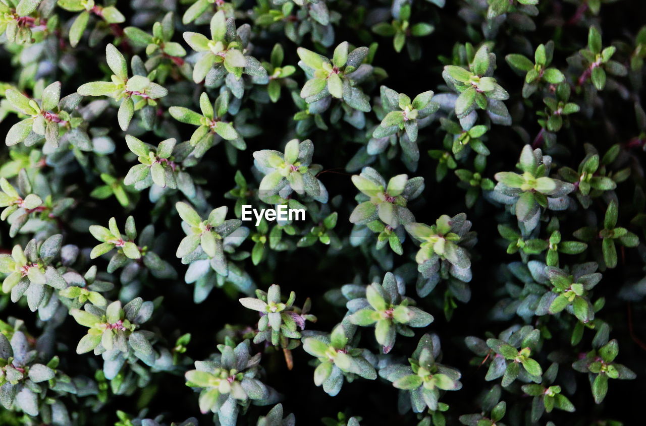 Close-up of plants