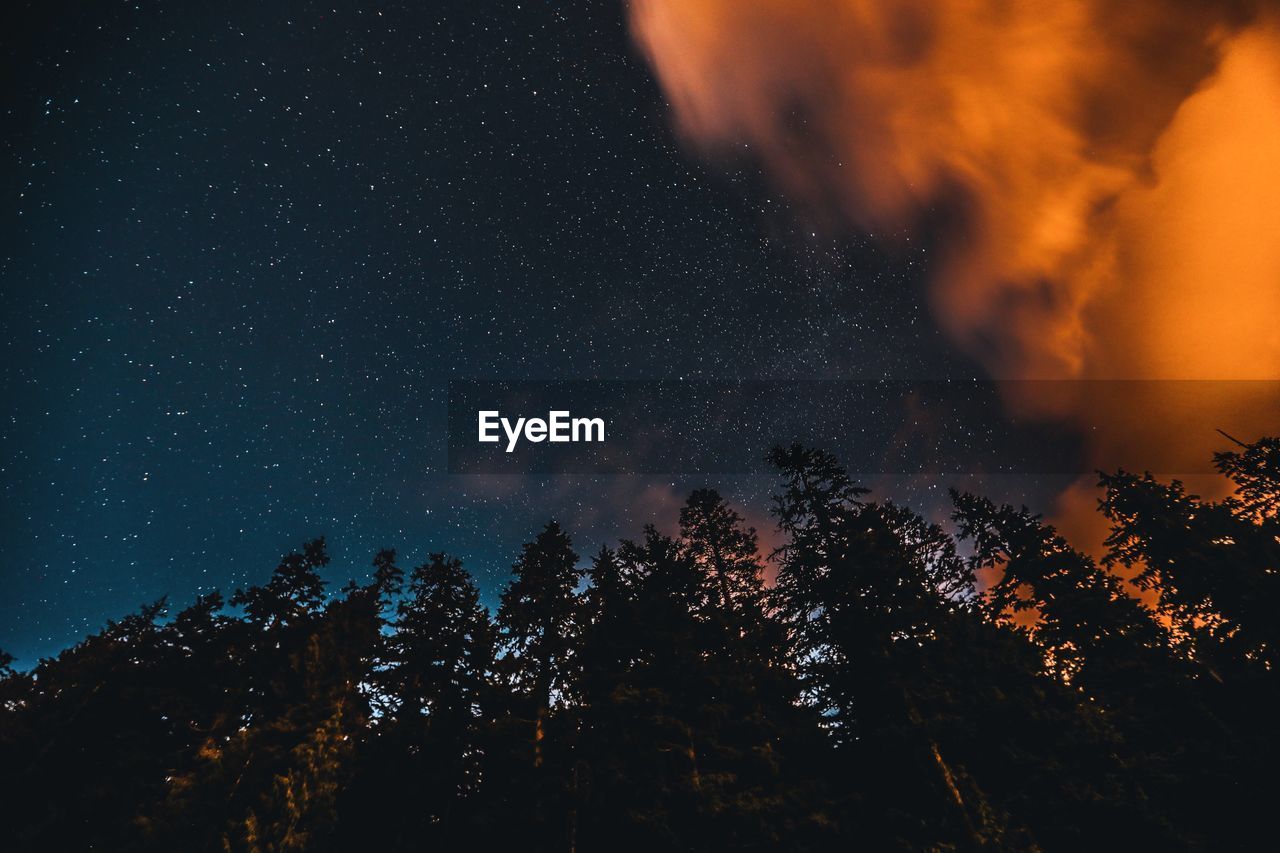 LOW ANGLE VIEW OF TREES IN FOREST AGAINST SKY