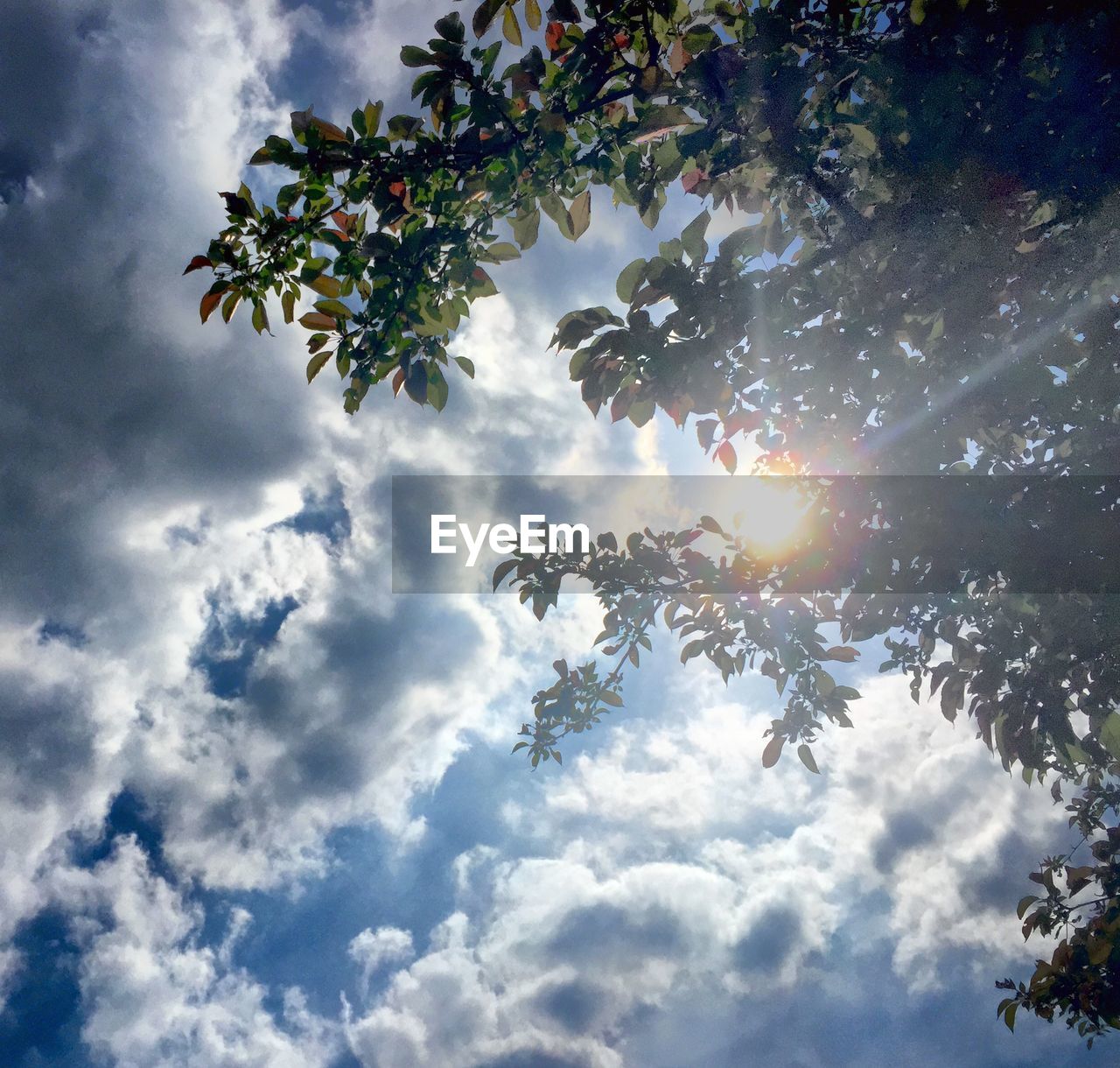 Low angle view of tree branches against cloudy sky