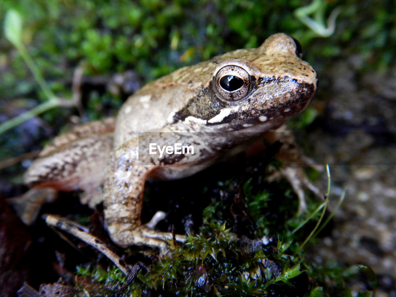 HIGH ANGLE VIEW OF FROG ON ROCK