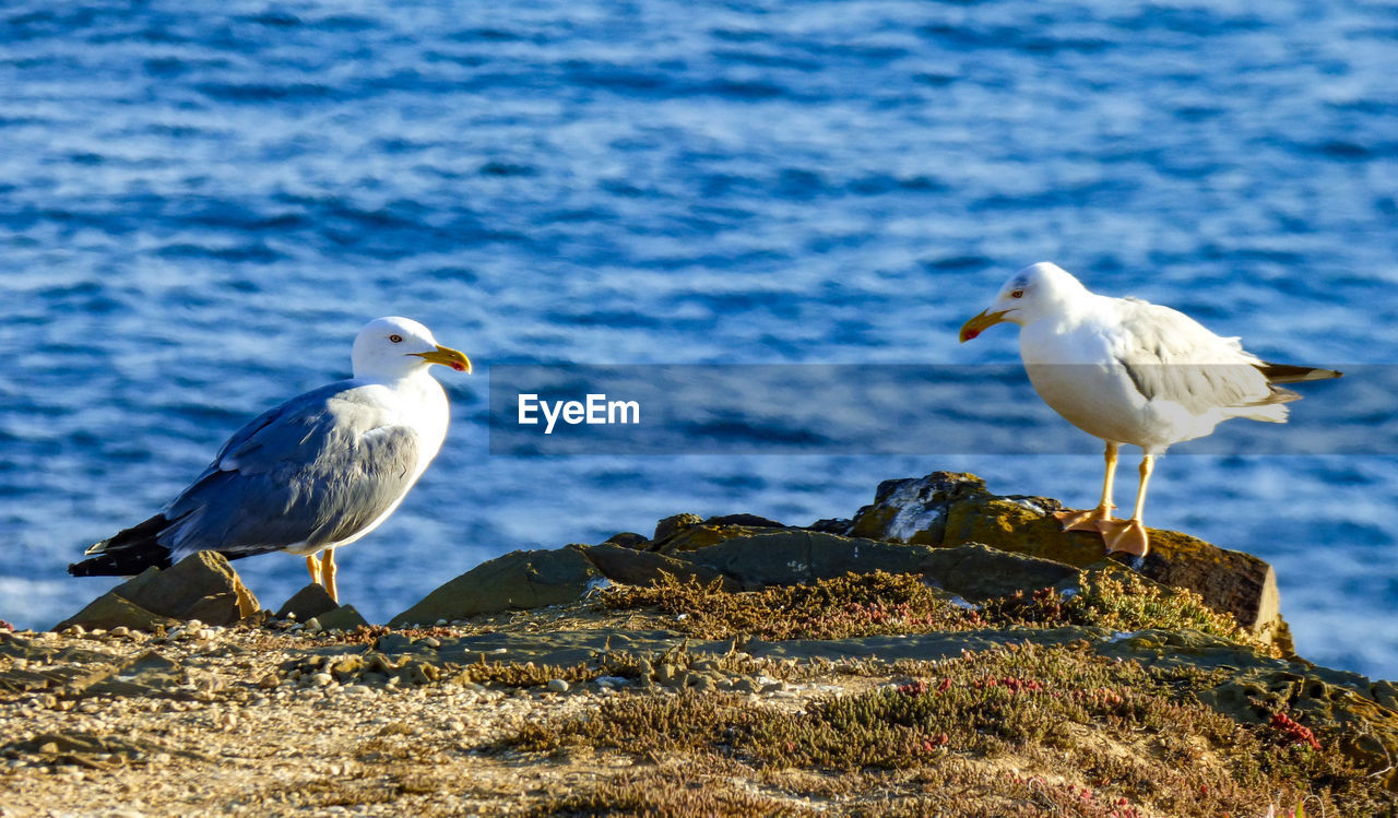 Seagull perching on rock