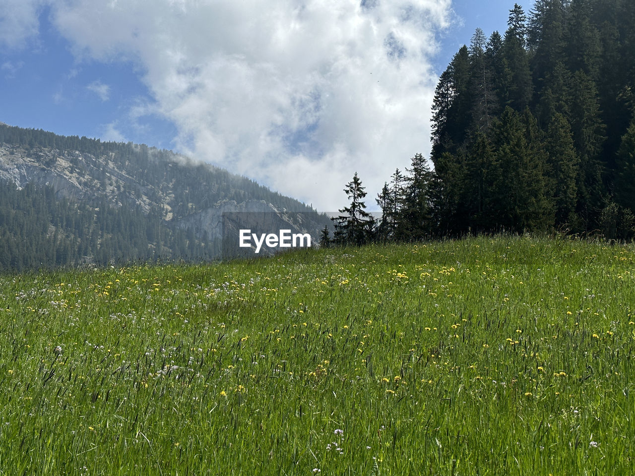 plant, meadow, nature, grass, sky, environment, grassland, mountain, land, tree, beauty in nature, mountain range, landscape, scenics - nature, natural environment, green, cloud, pasture, wilderness, flower, field, plateau, no people, forest, prairie, pine tree, coniferous tree, non-urban scene, ridge, tranquility, pinaceae, growth, pine woodland, tranquil scene, rural area, plain, outdoors, day, travel, travel destinations, sunlight, summer, springtime, social issues, rural scene, wildflower, freshness, idyllic