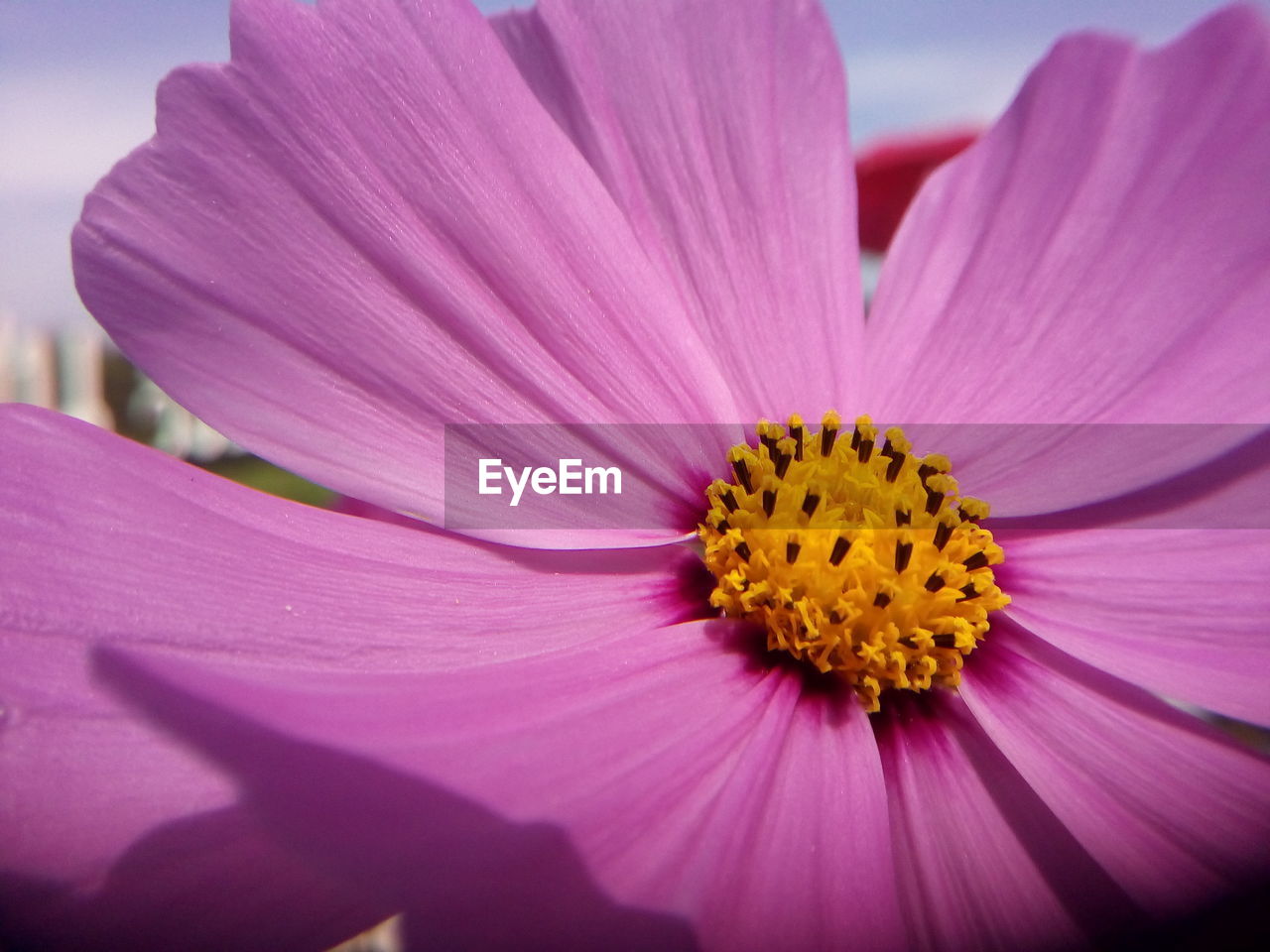 Close-up of pink flower blooming outdoors