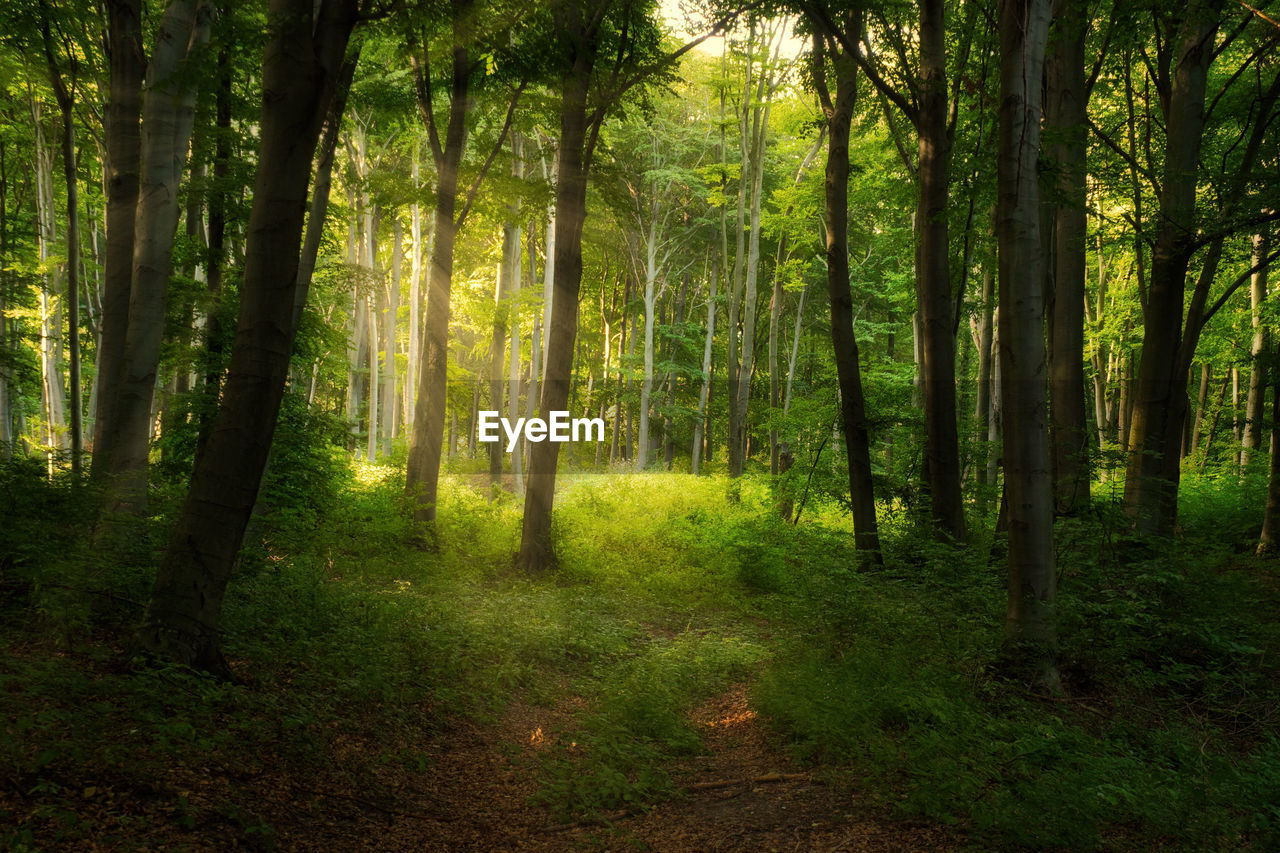 VIEW OF TREES IN FOREST