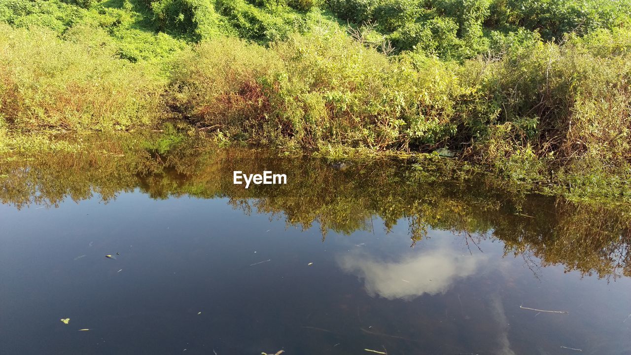 Reflection of trees in lake