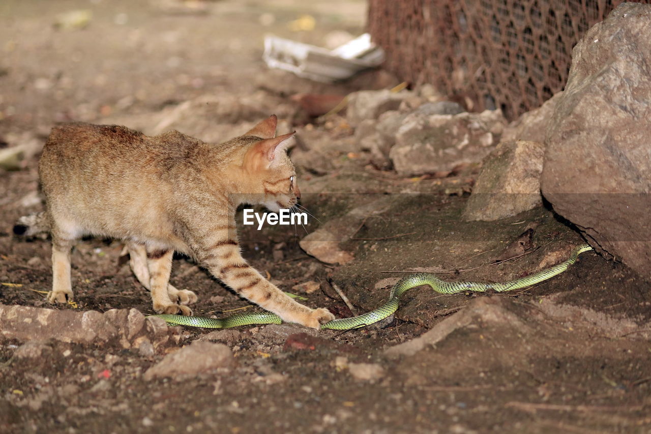 Predator cats are fighting with green snakes