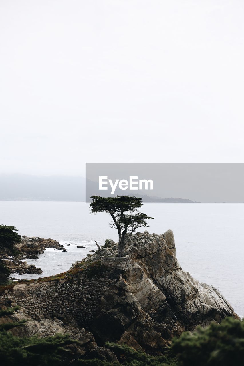 Scenic view of single tree and the sea against clear sky