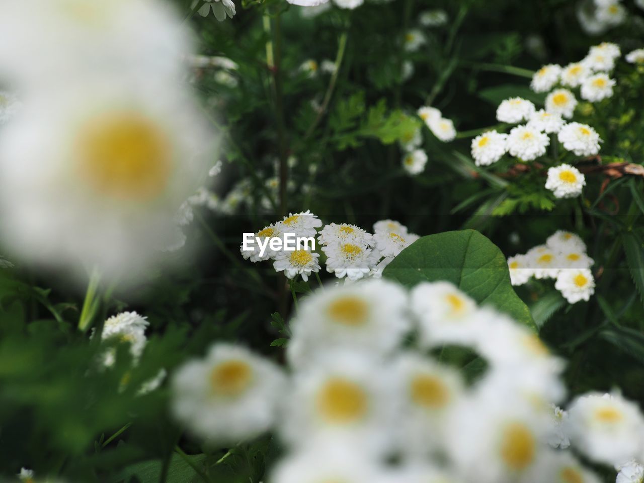 CLOSE-UP OF WHITE FLOWERING PLANTS
