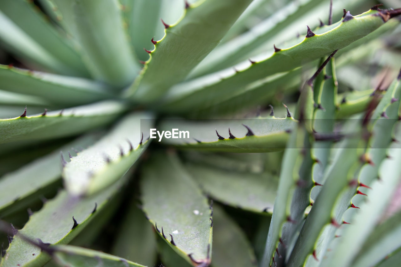 Close-up of cactus thorn