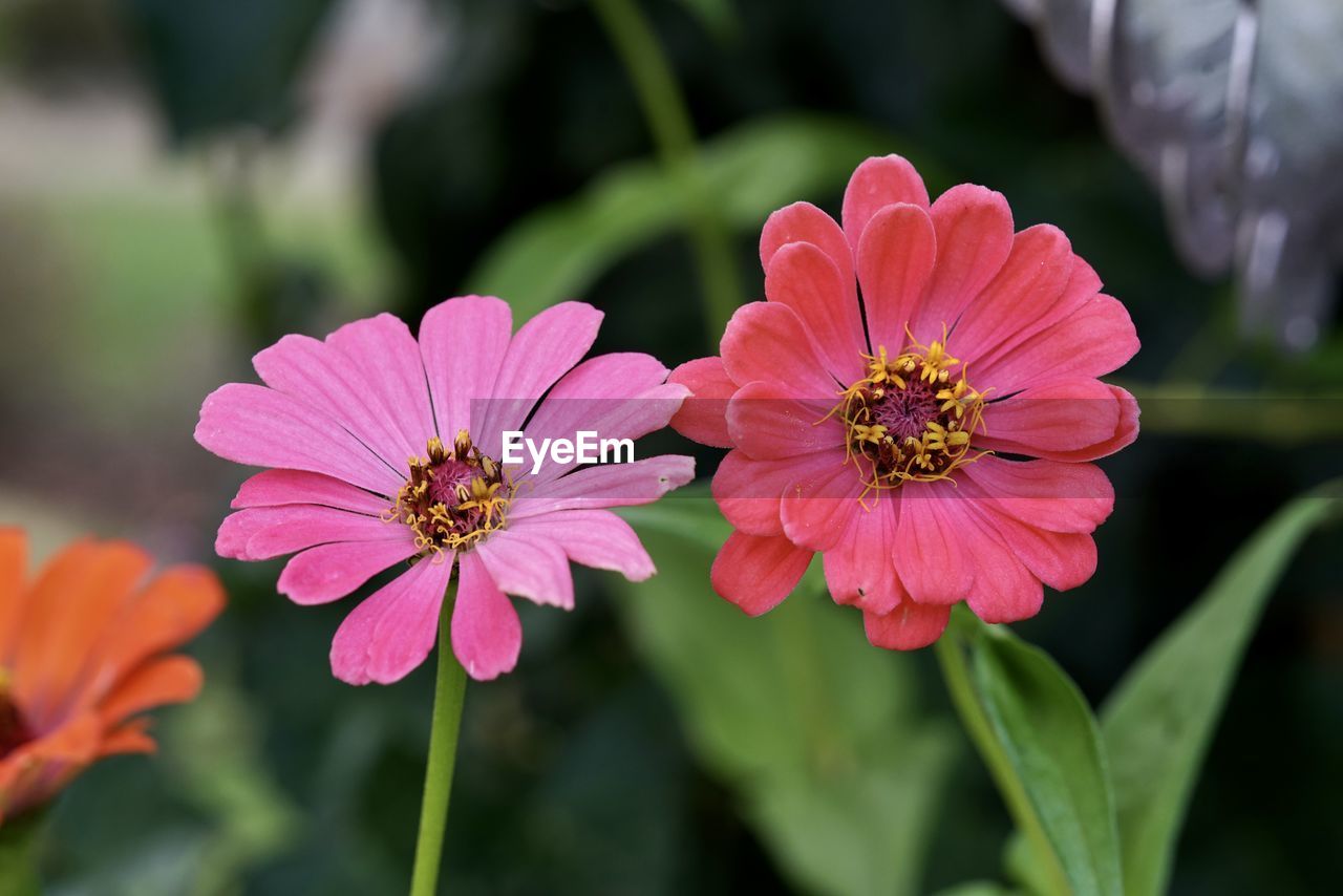 Close-up of pink cosmos flower