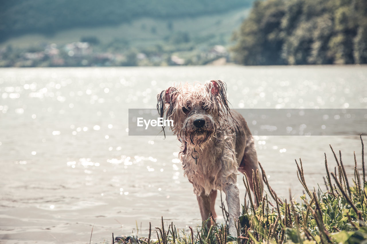 DOG STANDING IN WATER