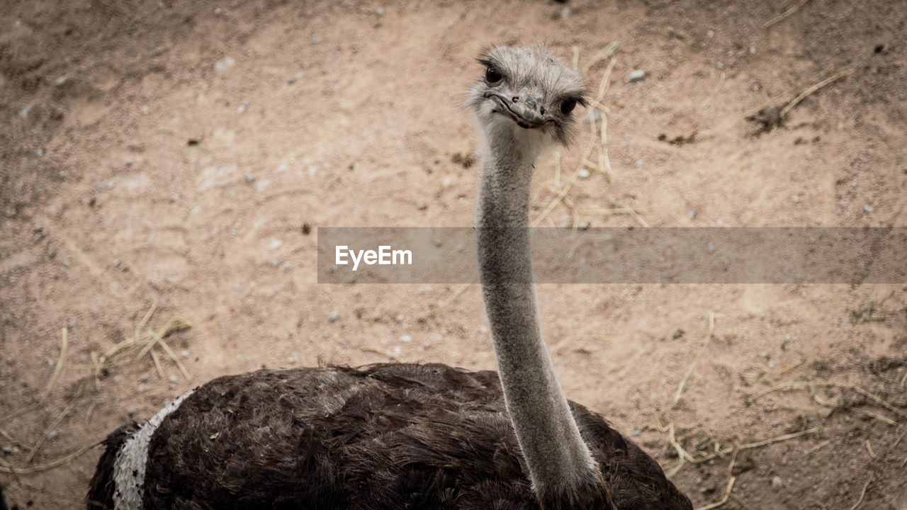 Close-up of ostrich