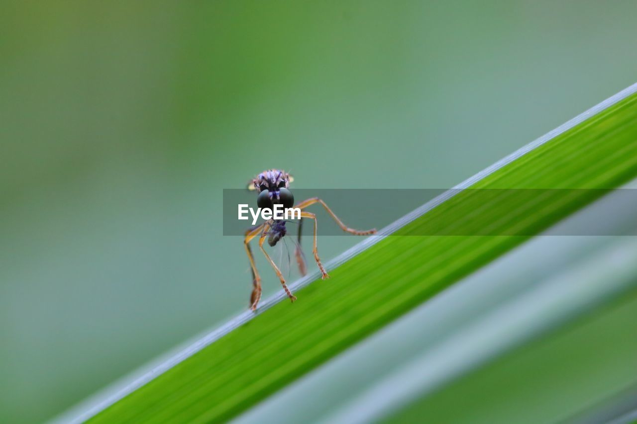 Close-up of insect on leaf