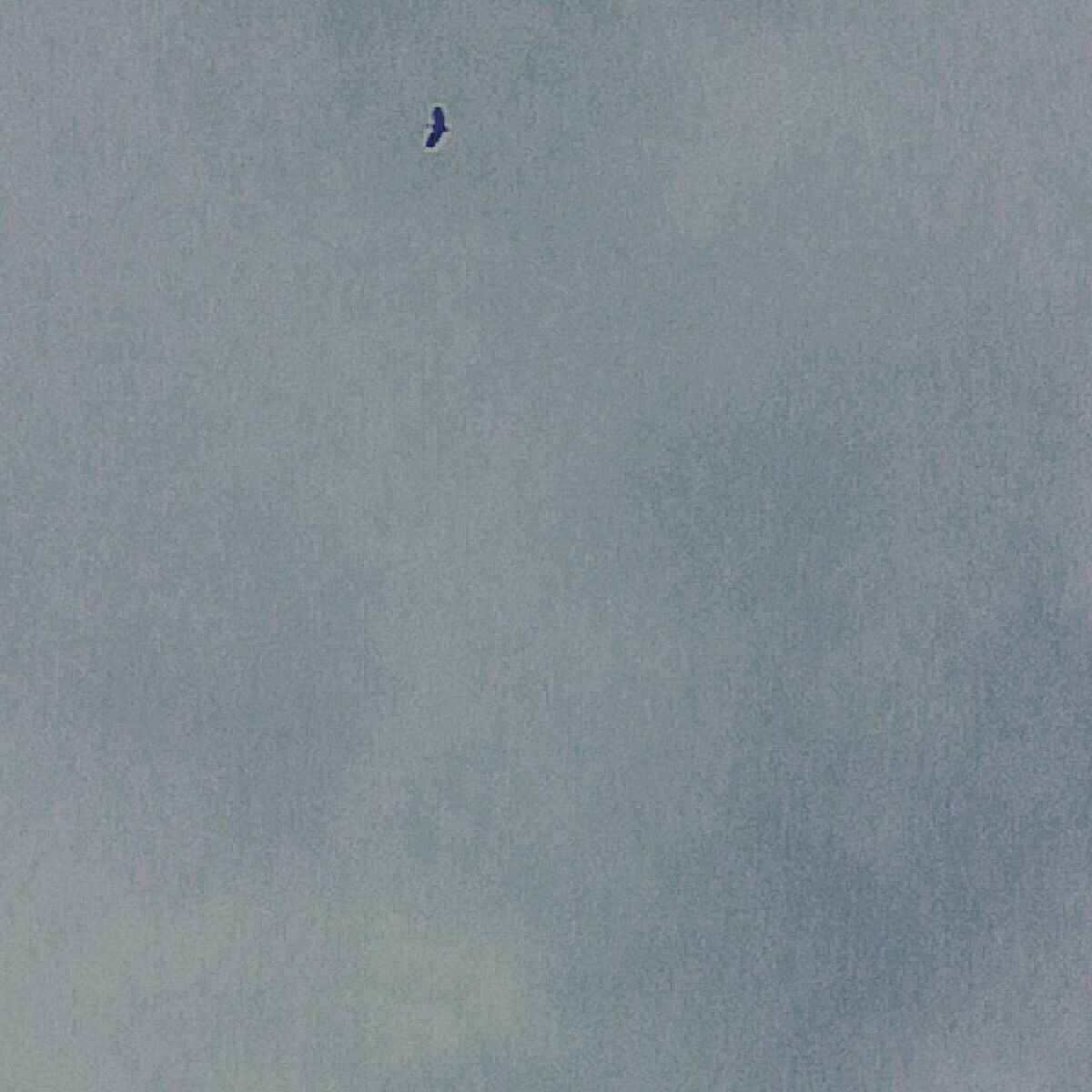 LOW ANGLE VIEW OF KITE FLYING IN SKY