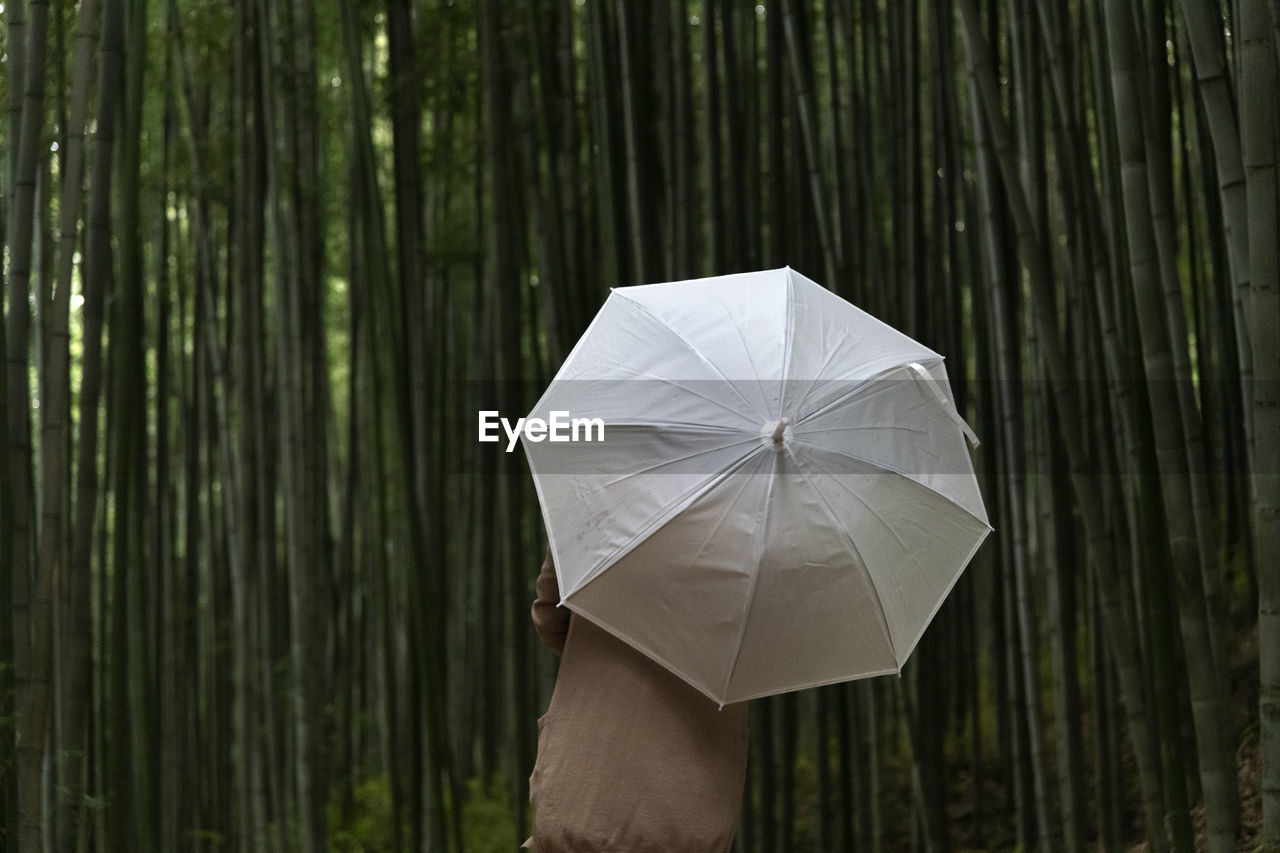 Close-up of umbrella against the bamboo forest 