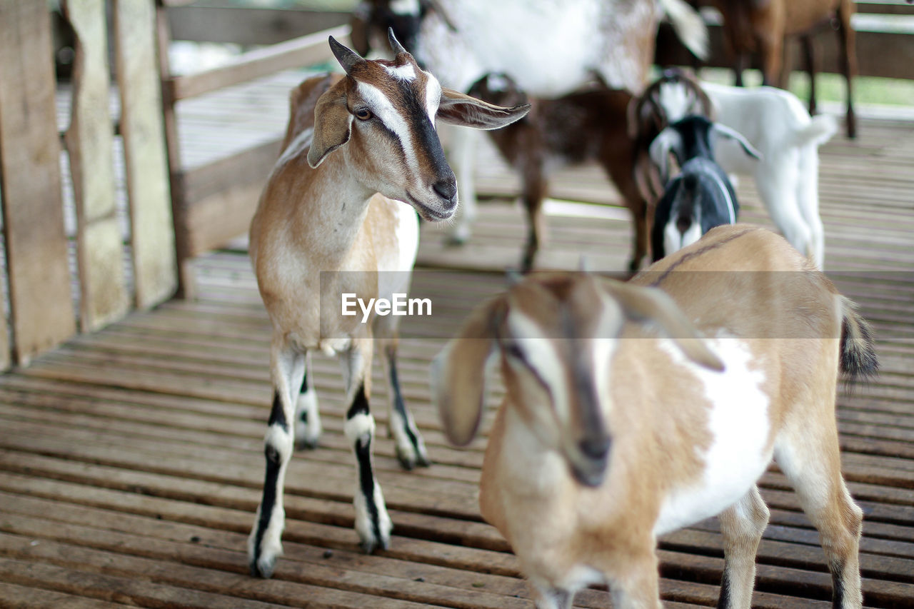 Close-up of goat