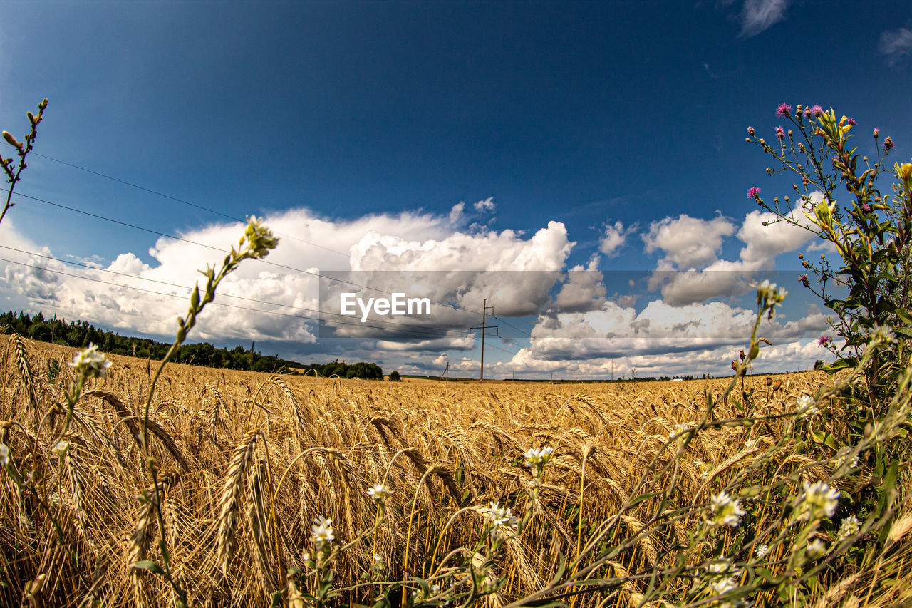 Scenic view of agricultural field against sky