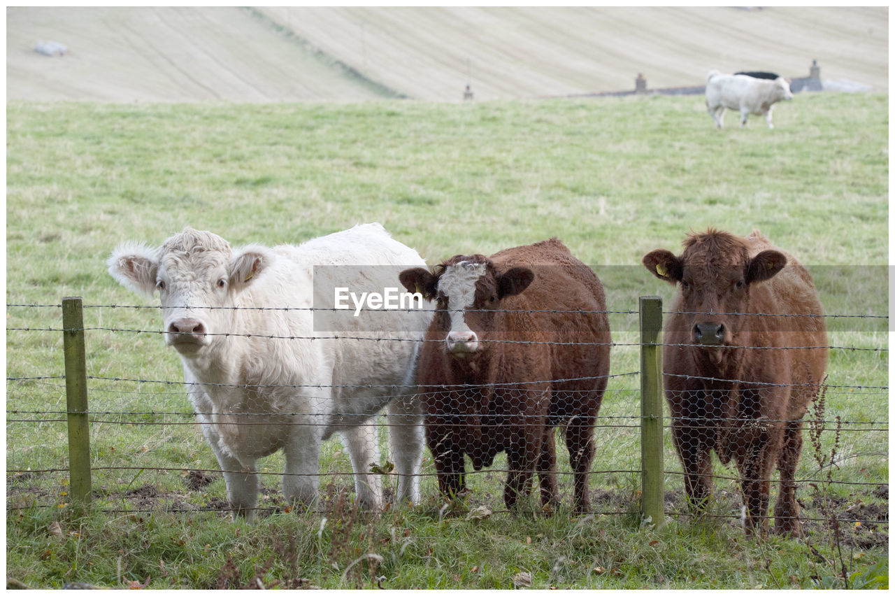 HERD OF SHEEP IN FARM