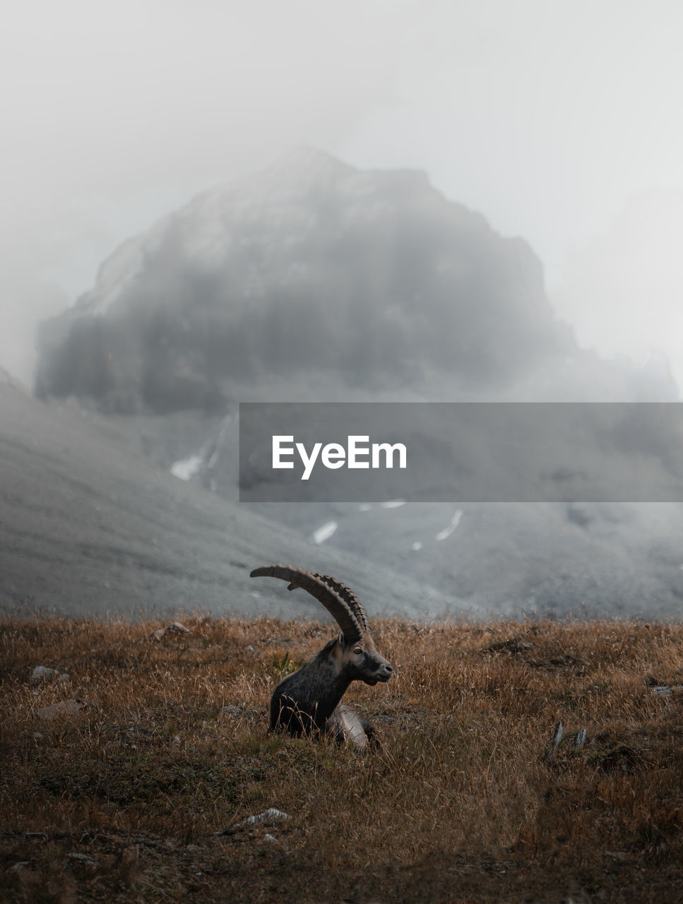 Antler sitting on field against mountain