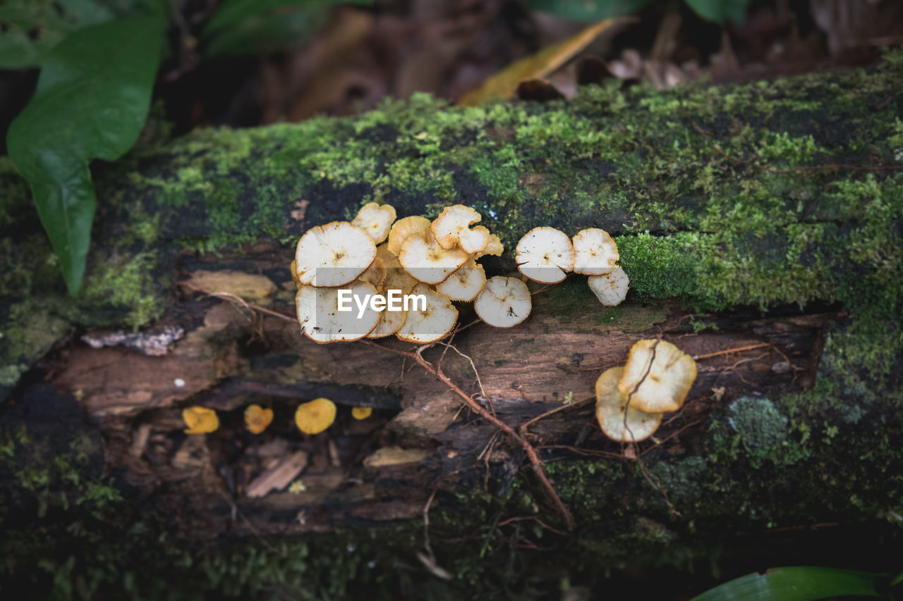 Close-up of mushrooms growing on tree trunk