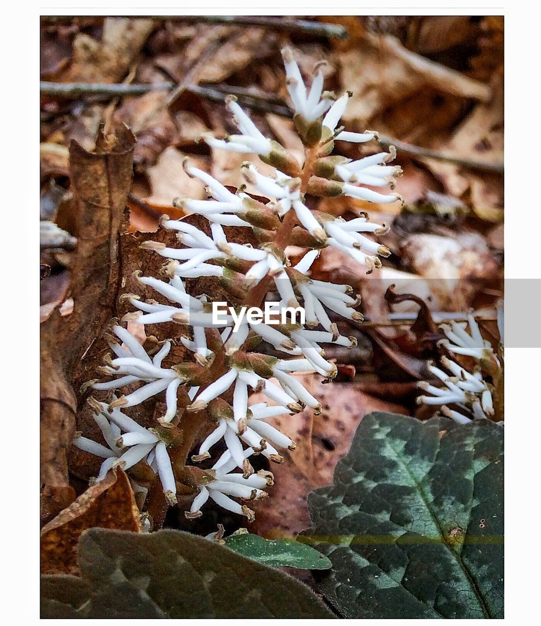 CLOSE-UP OF FRESH PLANT